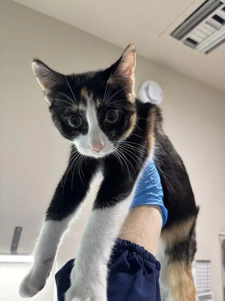A baby small-sized female Domestic Short Hair cat named Skittles for adoption in Sherwood, OR