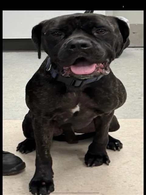 A young large-sized male Cane Corso dog named Odin for adoption in Van Nuys, CA