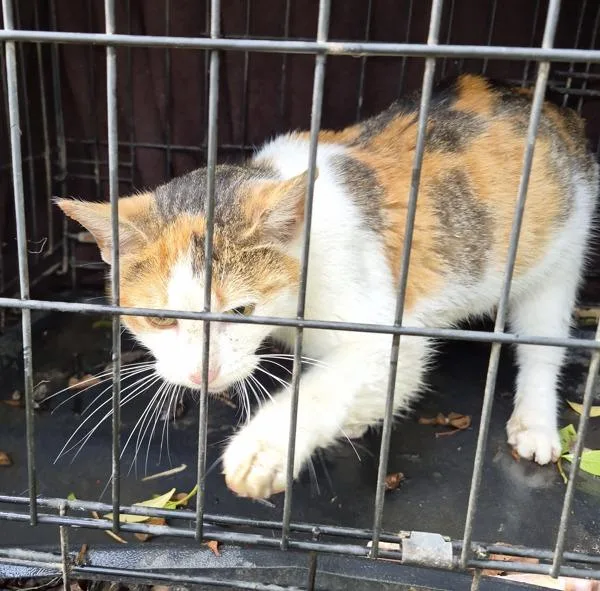An adult medium-sized female Domestic Short Hair cat named Fb  D for adoption in Lawrenceville, GA