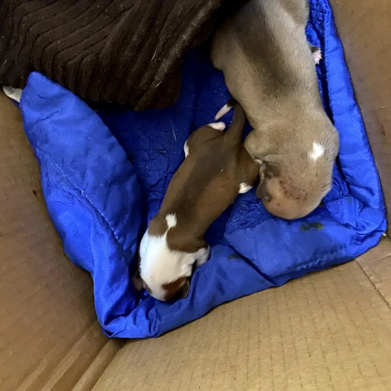 A baby medium-sized female Brown / Chocolate Mixed Breed dog named Brownie for adoption in Melrose, FL