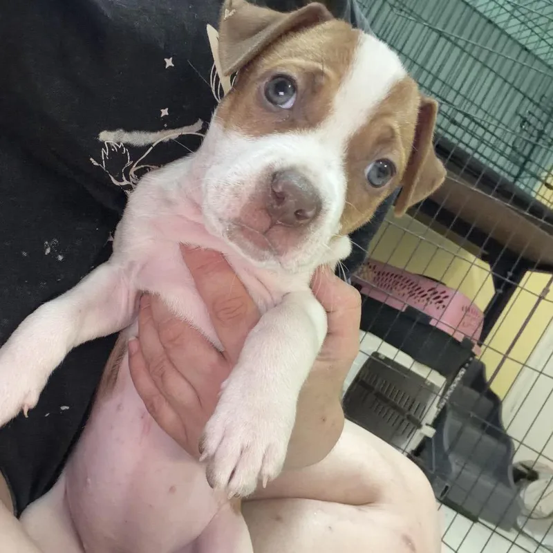 Brownie thumbnail 2