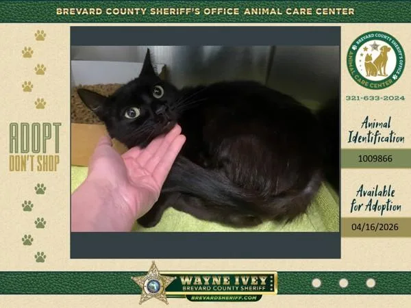 An adult medium-sized female Domestic Short Hair cat named Fury for adoption in Melbourne, FL