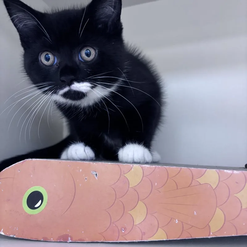 A baby small-sized female Black Domestic Short Hair cat named Gucci for adoption in Newark, DE