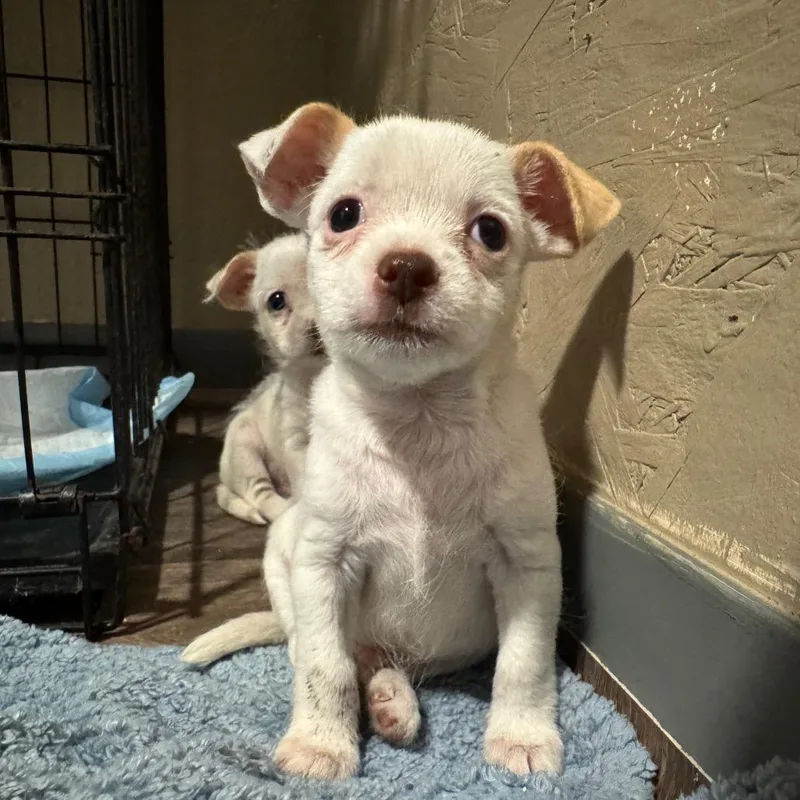 A baby small-sized male White / Cream Chihuahua dog named Olaf for adoption in Myakka City, FL