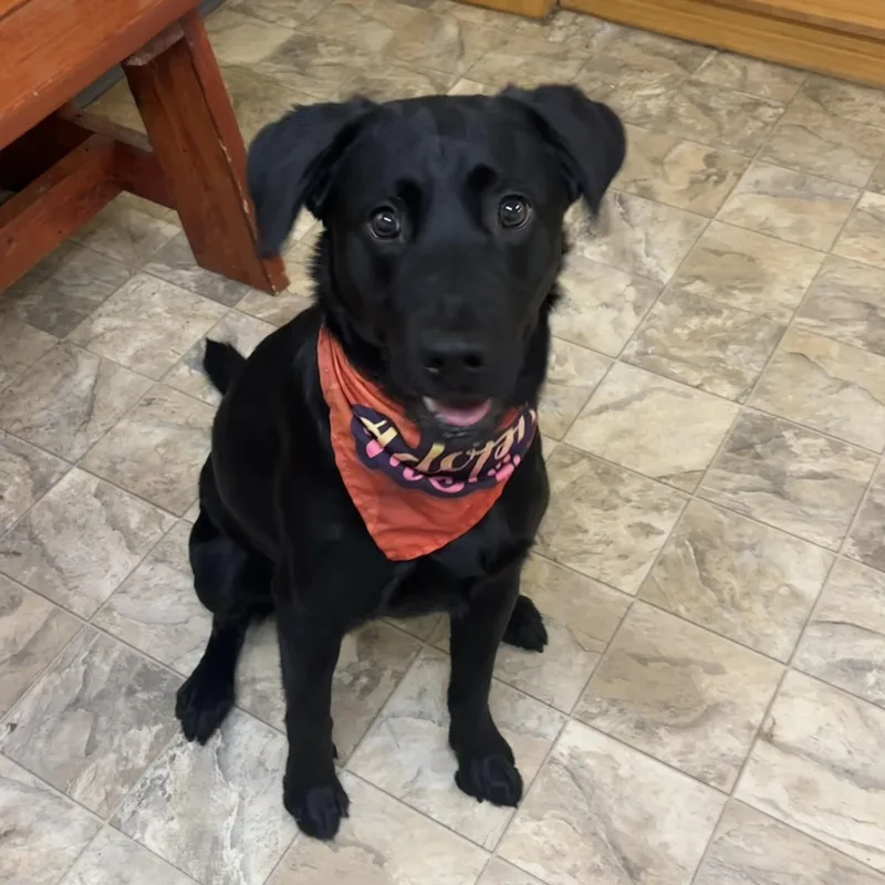 An adult medium-sized male Black Labrador Retriever dog named Heath for adoption in Pilot Point, TX