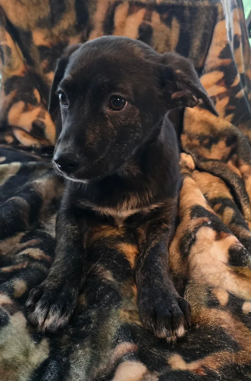 Taquito