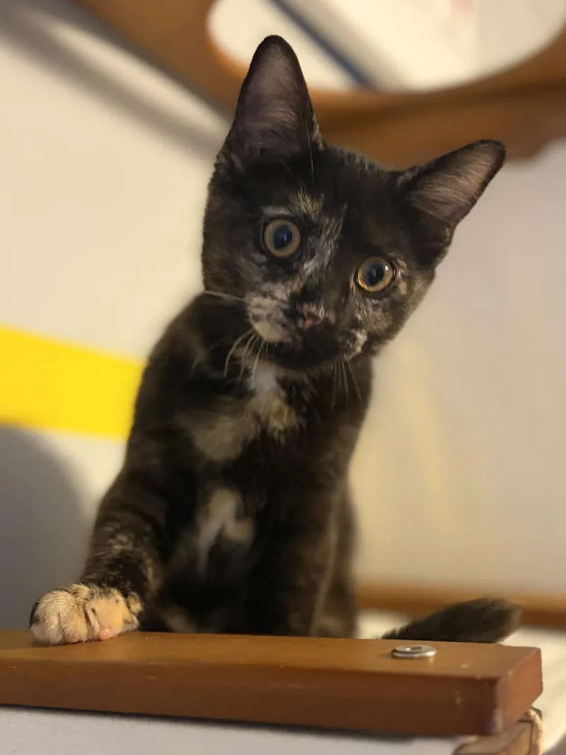 A baby medium-sized female Tortoiseshell Domestic Short Hair cat named Tessa for adoption in South Lyon, MI