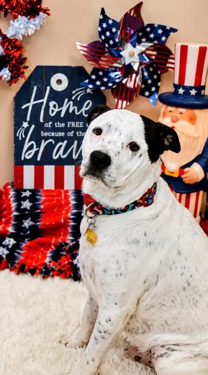 An adult medium-sized male Black Mixed Breed dog named Dallas for adoption in Hamilton, OH