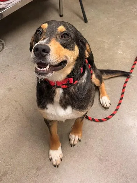 An adult medium-sized male Hound dog named Bliff for adoption in Leesburg, VA