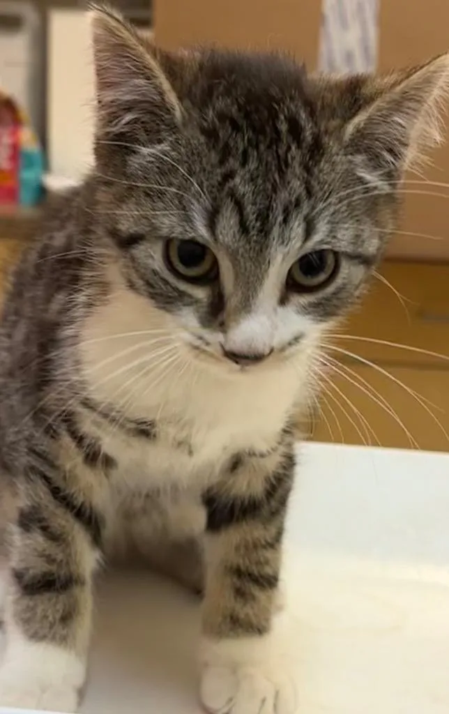 A baby small-sized male Domestic Short Hair cat named Bingo for adoption in Elizabethton, TN