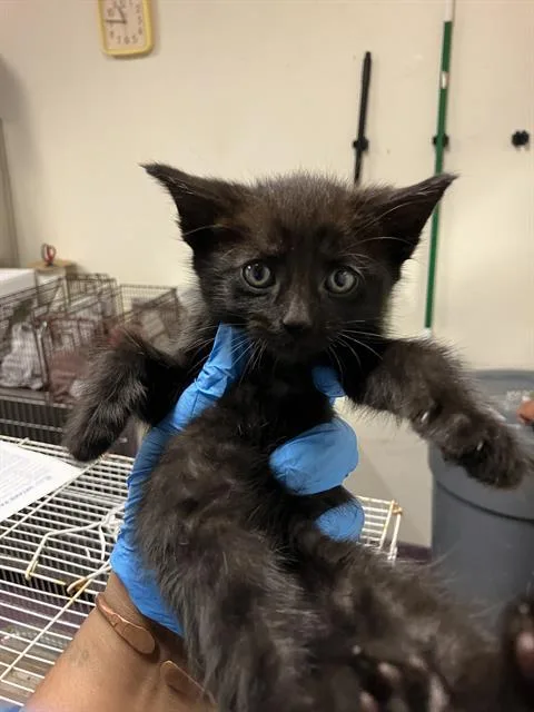 A baby small-sized male Domestic Short Hair cat named Googly Moogly for adoption in Long Beach, CA