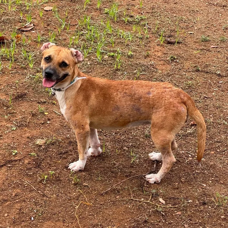 A baby small-sized female Mixed Breed dog named Rosie for adoption in Vieques, PR