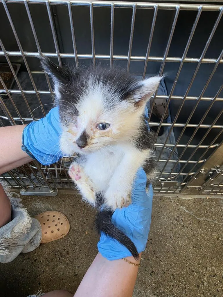 A baby medium-sized male Domestic Short Hair cat named Pineapple for adoption in Burnsville, NC