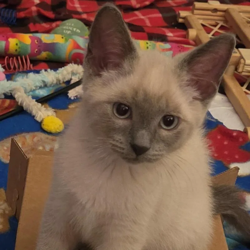 A baby small-sized male Lilac Point Siamese cat named Coconut Berry for adoption in South Elgin, IL