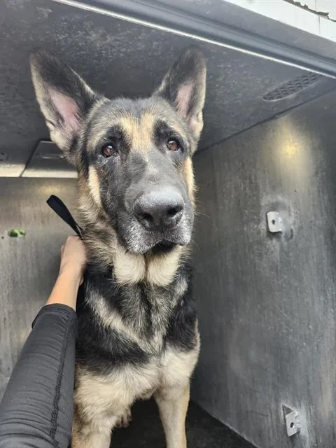 An adult large-sized male German Shepherd Dog dog named Walker for adoption in San Antonio, TX