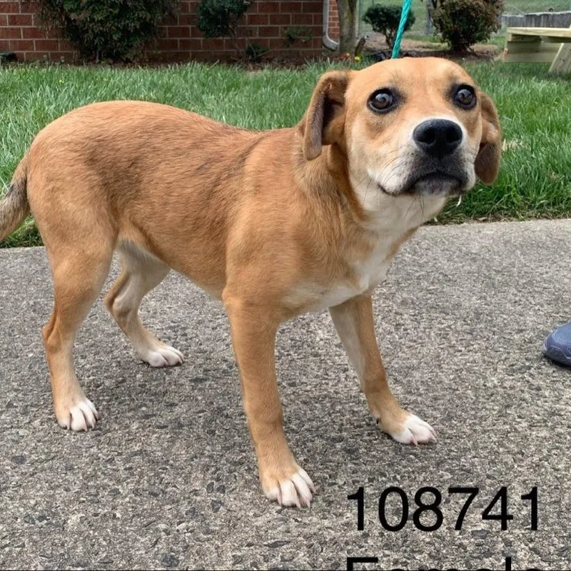 A young medium-sized female Yellow / Tan / Blond / Fawn Yellow Labrador Retriever dog named Duchess for adoption in Chapel Hill, NC