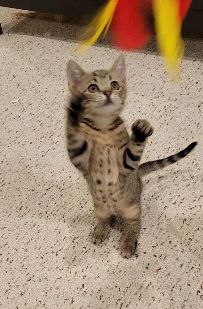 A baby small-sized female Tabby (Brown / Chocolate) Domestic Short Hair cat named Breezy for adoption in Duxbury, MA