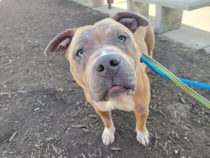 An adult large-sized male Mixed Breed dog named Tonkotsu for adoption in Cincinnati, OH