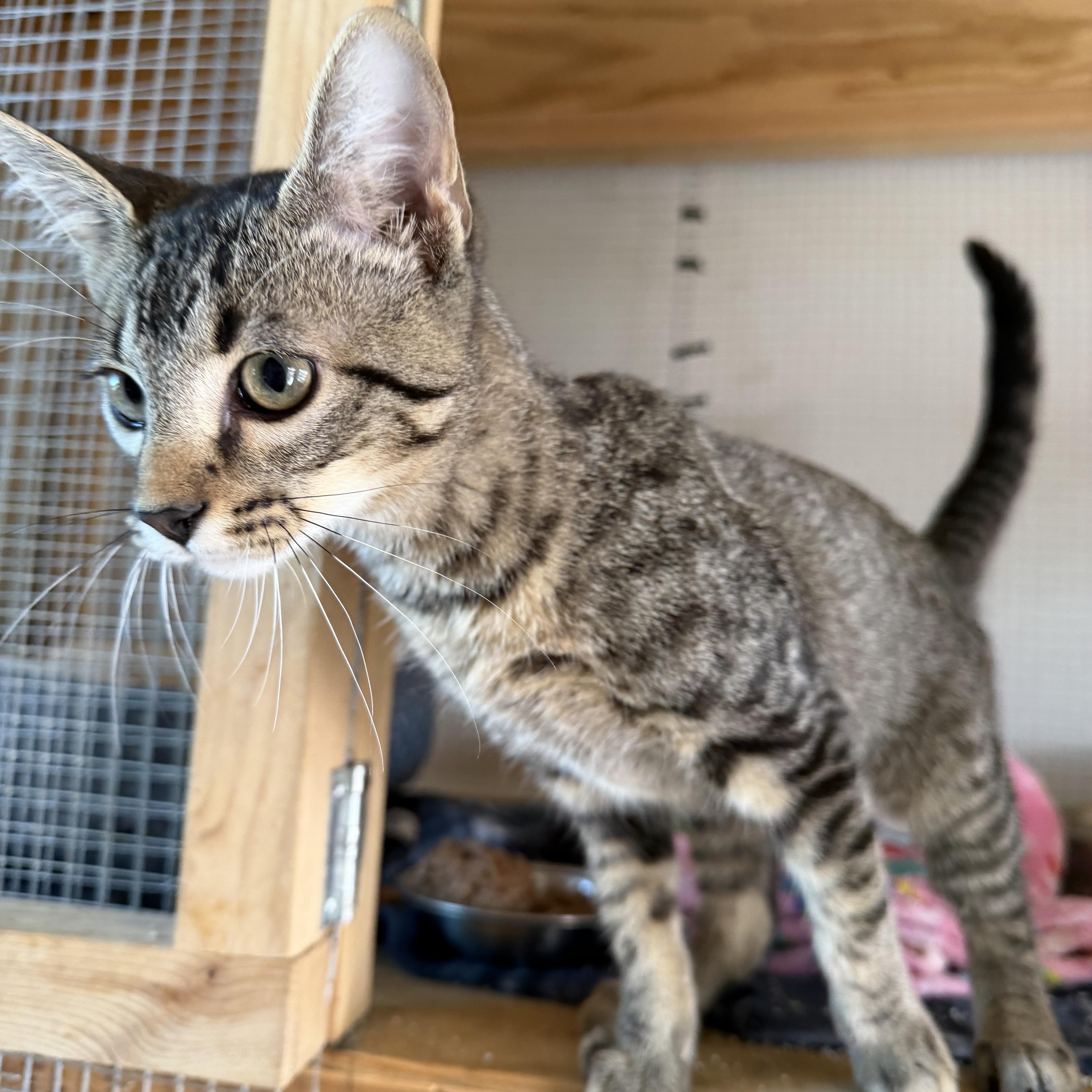 A baby small-sized male Domestic Short Hair cat named Tonka for adoption in Deming, NM