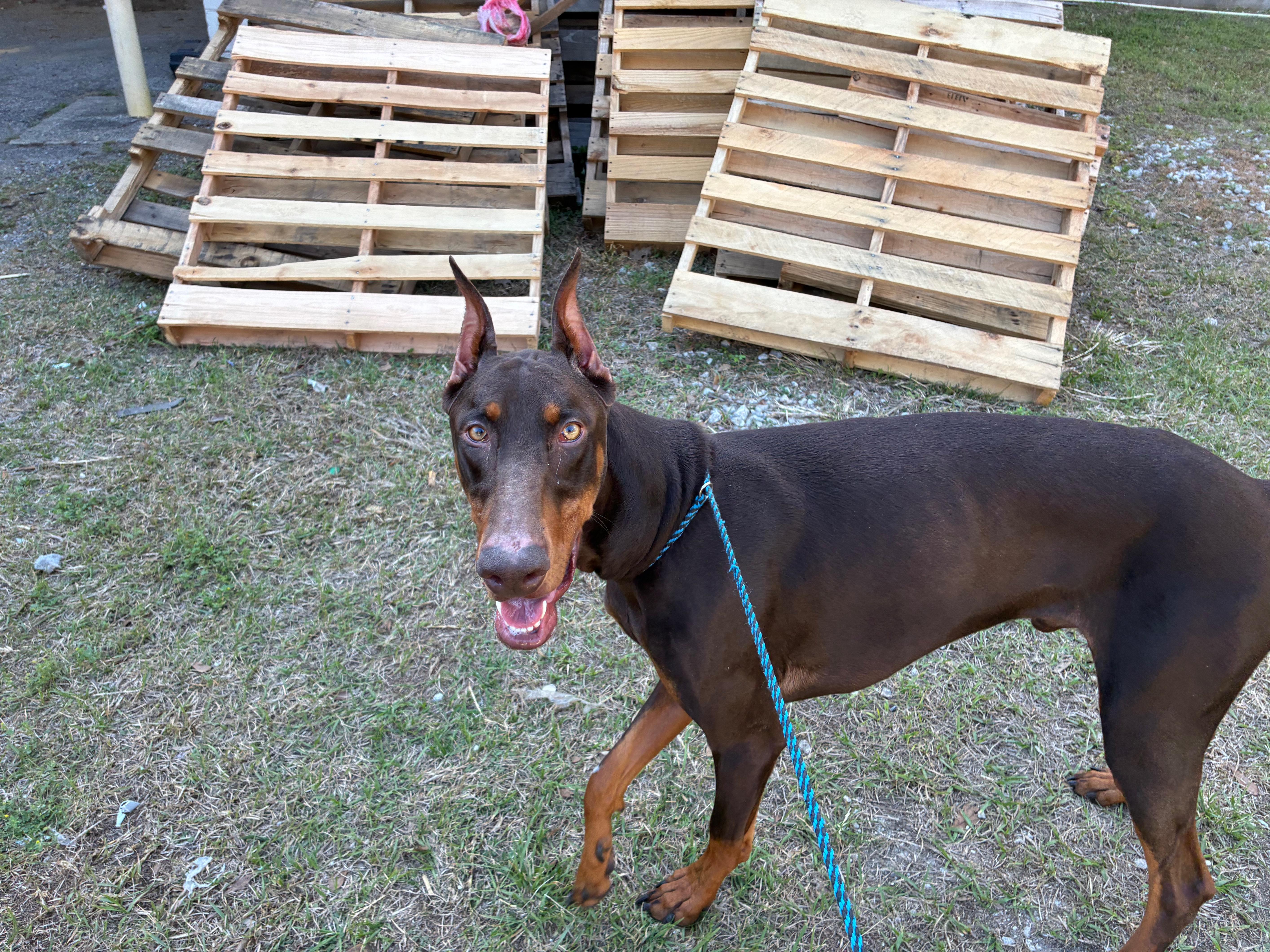 A young large-sized male Doberman Pinscher dog named Remi for adoption in Parrish, FL