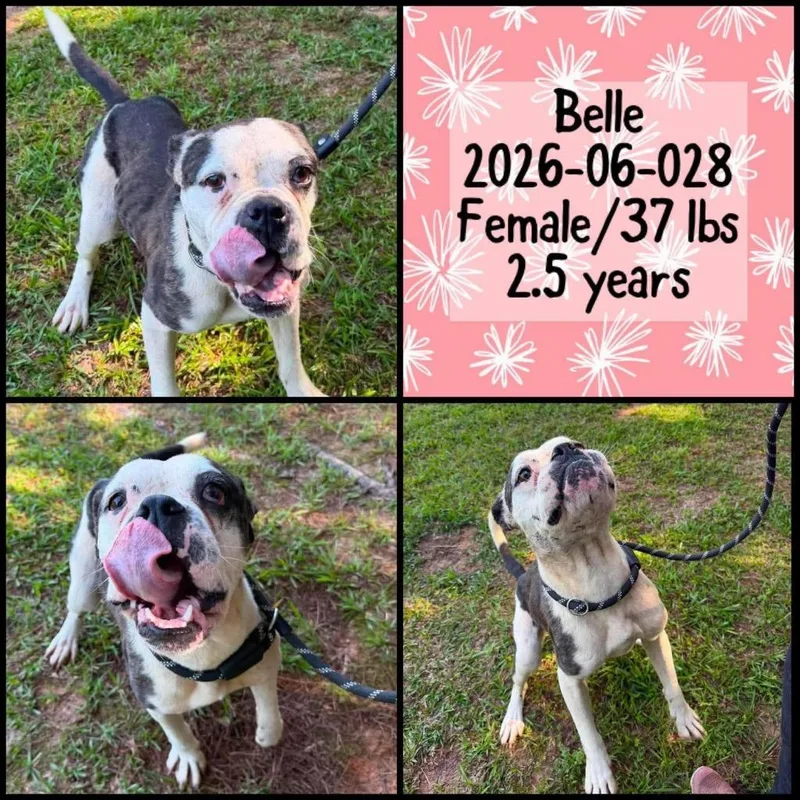 A young medium-sized female Boxer dog named Belle for adoption in Winder, GA