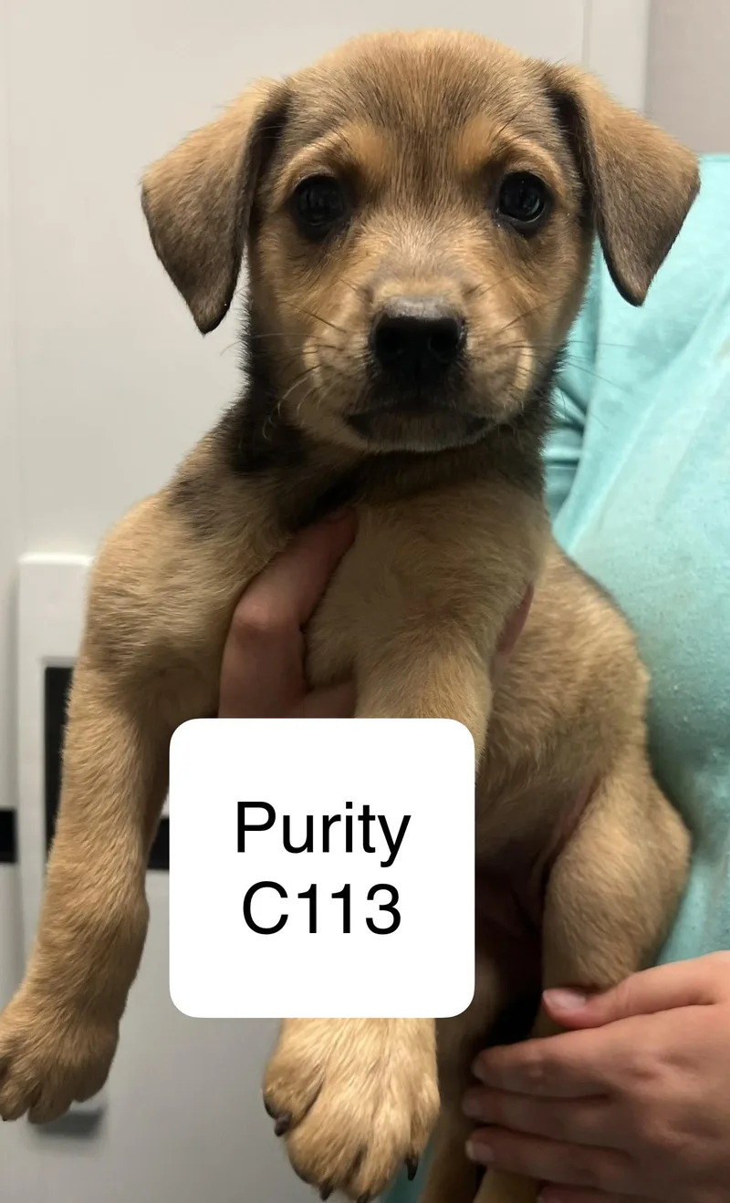 A young small-sized female Brown / Chocolate Terrier dog named Purity C for adoption in Morganton, NC