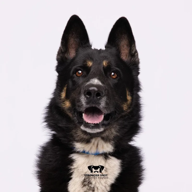 An adult large-sized male German Shepherd Dog dog named Major for adoption in Tampa, FL