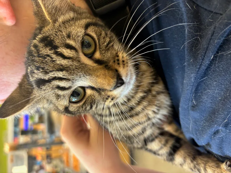 A baby medium-sized male Tabby (Gray / Blue / Silver) Domestic Short Hair cat named Alfalfa for adoption in Richmond, VA