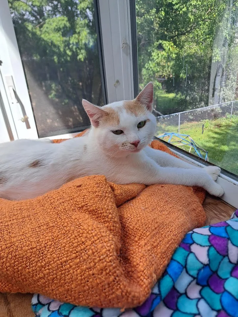 An adult small-sized male Orange & White Domestic Short Hair cat named Evan for adoption in Mankato, MN