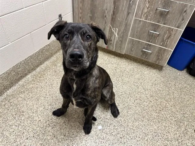 A young large-sized male Labrador Retriever dog named Harley for adoption in Colorado Springs, CO