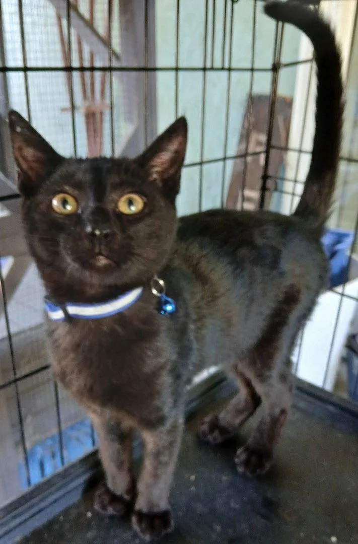 A young medium-sized male Black Domestic Short Hair cat named Salem for adoption in Vacaville, CA