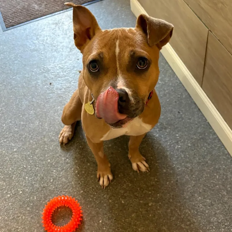 A young medium-sized female Pit Bull Terrier dog named Kalli for adoption in Metamora, MI