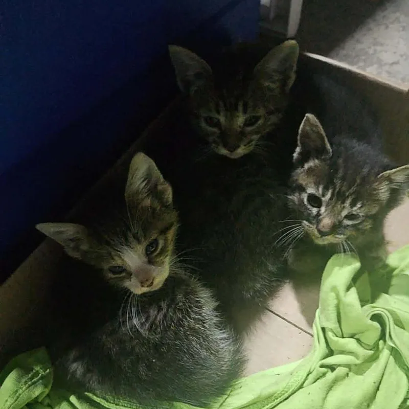 A baby small-sized female Brown / Chocolate Domestic Short Hair cat named Phoebe for adoption in Monroe, MI