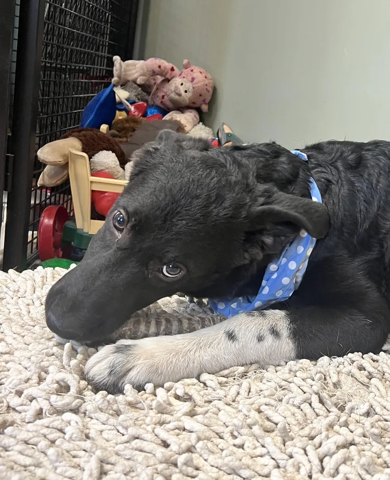 Sweet Pea thumbnail 2