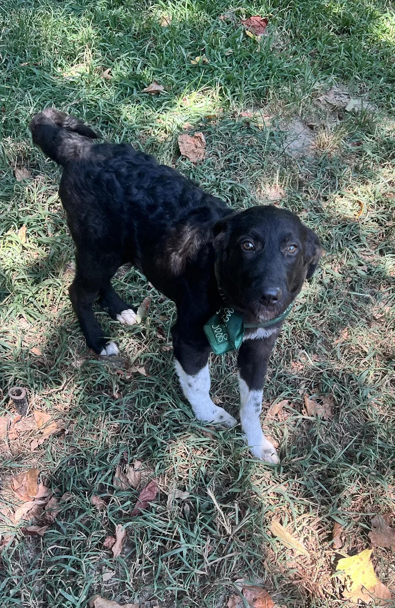 Sweet Pea thumbnail 3