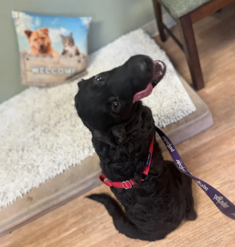 Sweet Pea thumbnail 4