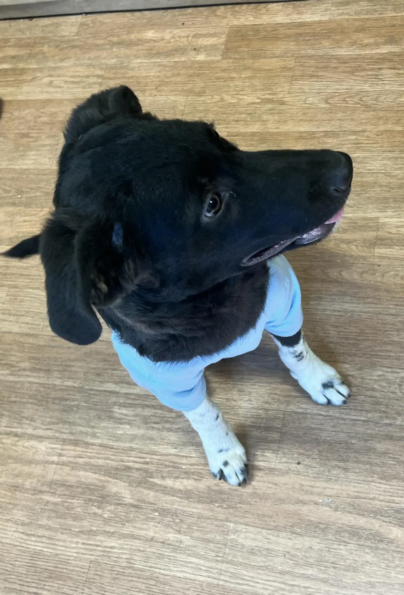 Sweet Pea thumbnail 5