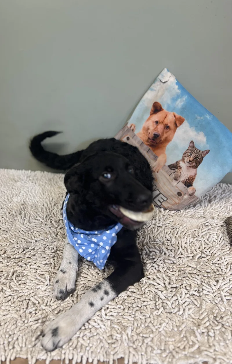 Sweet Pea thumbnail 6