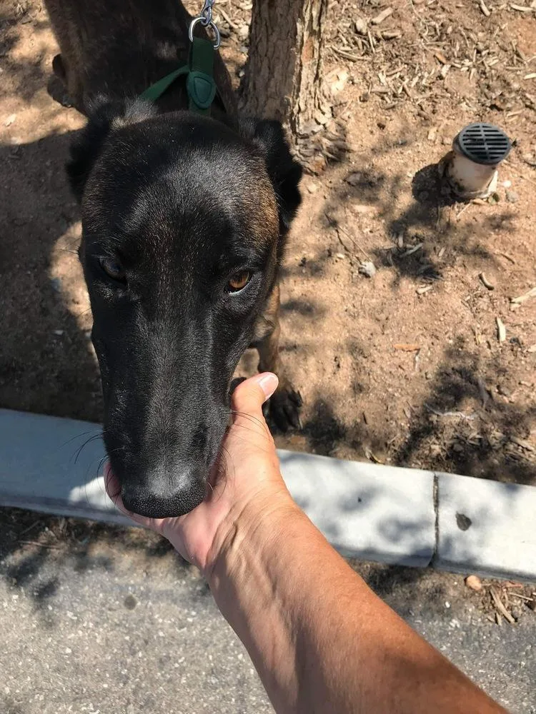An adult medium-sized male Tricolor (Brown, Black, & White) Belgian Shepherd / Malinois dog named Lieutenant Dan Located for adoption in Imlay City, MI