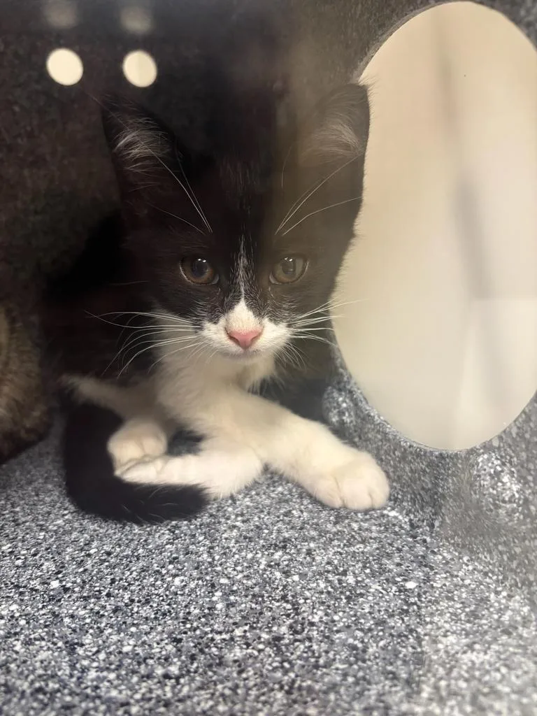 A baby large-sized female Domestic Short Hair cat named Sally for adoption in Greenfield, IN