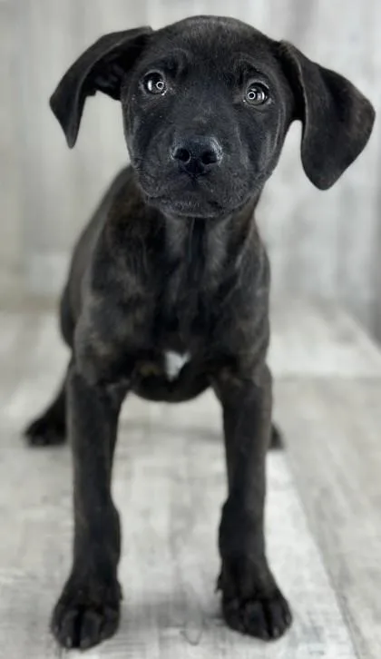 An adult small-sized female Terrier dog named Abby for adoption in Shreveport, LA