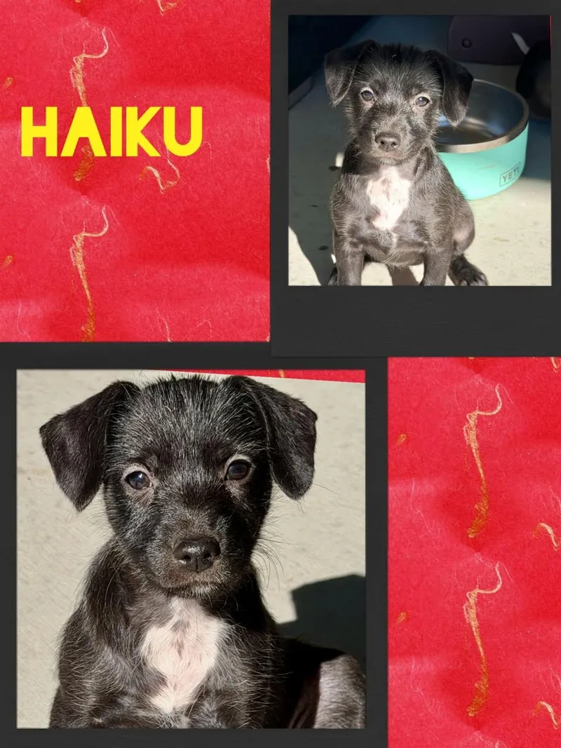 A baby small-sized male Black Mixed Breed dog named Haiku for adoption in Chino Valley, AZ