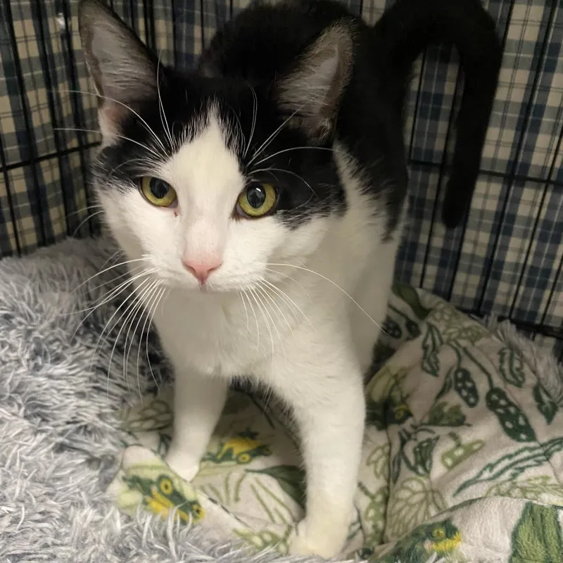 A young small-sized female Black Domestic Short Hair cat named Juliet for adoption in North Branford, CT
