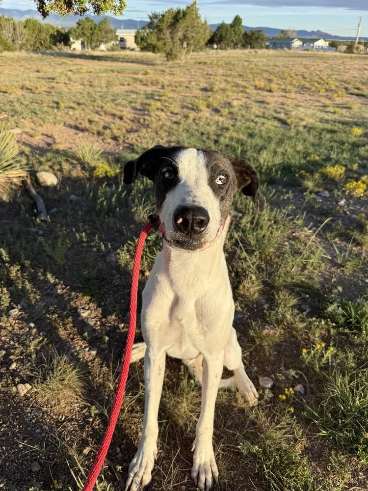 An adult large-sized male Great Dane dog named Clyde for adoption in Mountainair, NM