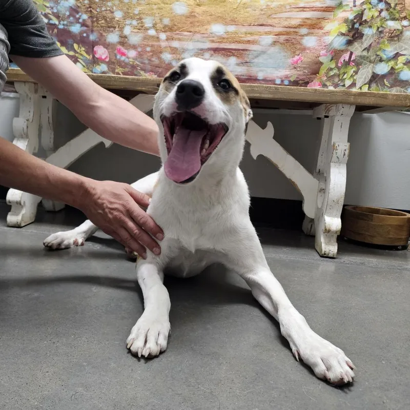 A young medium-sized female White / Cream Boxer dog named Roxy for adoption in Normal, IL