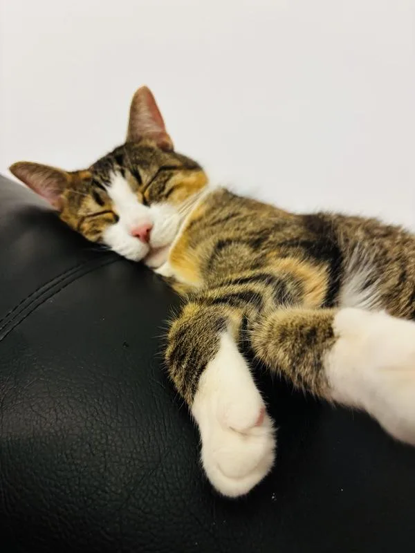 An adult medium-sized female Domestic Short Hair cat named Cherry for adoption in Ridgewood, NY