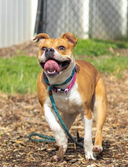 A young medium-sized female Mixed Breed dog named Jocinda for adoption in Chamblee, GA