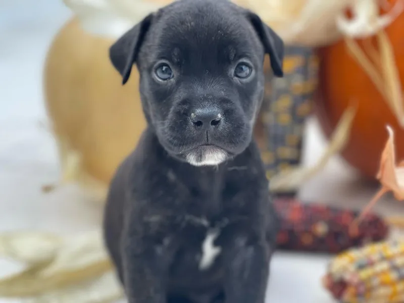 An adult small-sized male Labrador Retriever dog named Zucchini for adoption in St. Augustine, FL