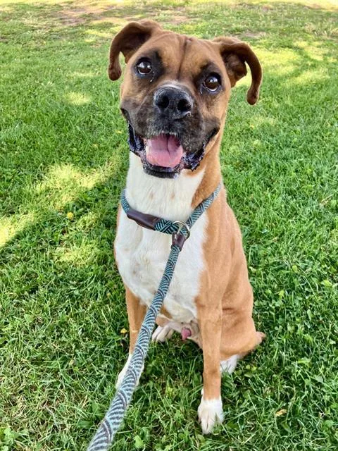 An adult large-sized male Boxer dog named Canelo for adoption in Albuquerque, NM