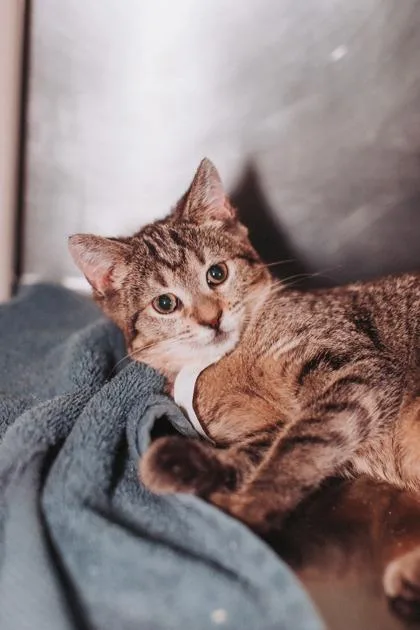 A baby small-sized female Domestic Short Hair cat named B Frannie for adoption in North Charleston, SC